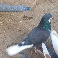 کبوتر کفتر. رفته