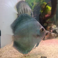 ۴عدد دیسکس سالم سایز۵