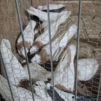 کبوتر طوقی زرد