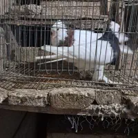 دو عدد طوقی نر و ماده پاک بدون عیب|پرنده|شهرضا, |دیوار