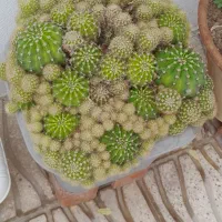 تعدادی گل کاکتوس خیلی بزرگ کلکسیونی با شکوه