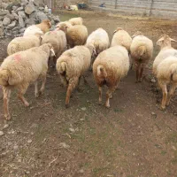 بره ماده|حیوانات مزرعه|آبش احمد, |دیوار