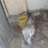 مرغ وخروس فروشی|پرنده|مود, |دیوار