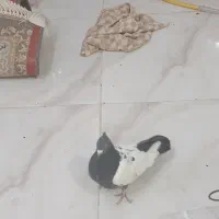 سینه سیاه و کله دم‌سیاه صفت هردو نر|پرنده|اهواز, فتح|دیوار