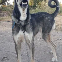 حیوان نکهبان