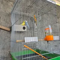 مرغ عشق باقفس