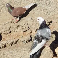 کبوتر پرشی قیمت تومتن نوشتم بخانید مرسی|پرنده|هشتگرد, شهرک اداری|دیوار