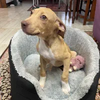 توله پیتبول اصیل و زیبا