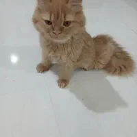 گربه بیرتیش پرشین|گربه|مرند, |دیوار