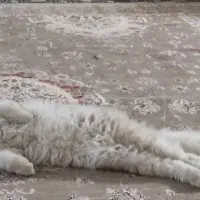 جفت گیری