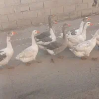 غاز فروشی|حیوانات مزرعه|آزادشهر, |دیوار