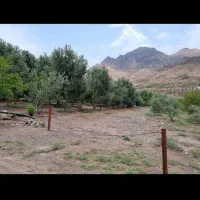 فروش باغ زیتون بار ده ۱۶ ساله
