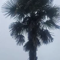 یک جفت پالم حدود ۷ متری زیبا