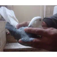 ماده سازه سبز