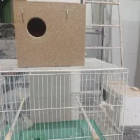 قفس با لونه کوتوله