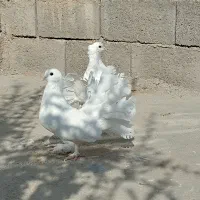 کبوتر دم چتری