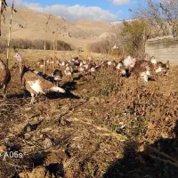 بوقلمون محلی درجه یک *|حیوانات مزرعه|صحنه, |دیوار