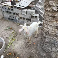 فروش کهره نر