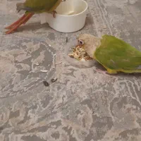 جفت گرینچیک دستی