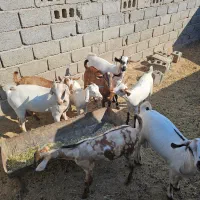 تعدادی کهره نر چاق پلم|حیوانات مزرعه|مهران (هرمزگان), |دیوار