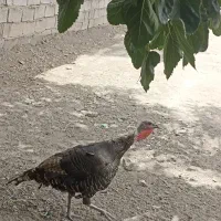بوقلمون ماده بالغ