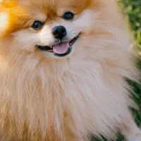 فروش سگ پامر خرسی