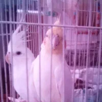 عروس هلندی سالم