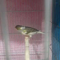 قناری|پرنده|هشتگرد, شهرک پامچال|دیوار