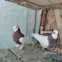 4 جفت طوقی عتیقه|پرنده|رفسنجان, |دیوار