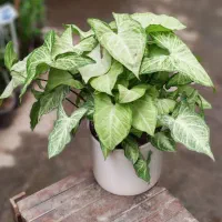 گل-گلخانه-گلخونه|گل و گیاه طبیعی|مشهد, شهید مطهری|دیوار