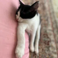 پسر گربه