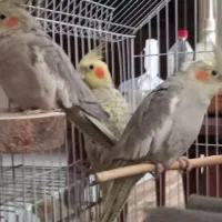 دو عدد عروس هلندی