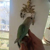 طوطی برزیلی