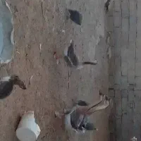 غوغاز اوکراینی