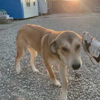 واگذاری توله پژدر رایگان|سگ|نسیمشهر, |دیوار