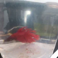 ماهی فایتر|ماهی|آق قلا, |دیوار