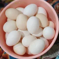 تخم مرغ محلی