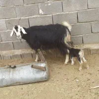 بزکهره دارجوان|حیوانات مزرعه|جهرم, |دیوار