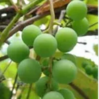 غوره تازه و آبدار