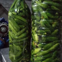 خیارشور تازه همدان|خوردنی و آشامیدنی|تهران, شهرک گلها (تهرانسر)|دیوار