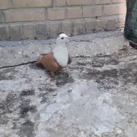 کبوترماده کله سفید