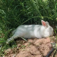 خرگوش نیمه اهلی بامره