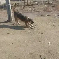 سگ عراقی|سگ|میاندوآب, |دیوار