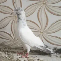 یک جفت هندی بمبویی|پرنده|بوشهر, |دیوار