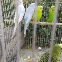 مرغ عشق، 125 هزار