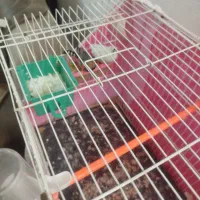 یک جفت فنچ به همراه یک تخم|پرنده|چناران, |دیوار