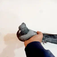 کبوتر سبز  کاکلی به شرط