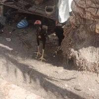 یک جفت مرغ و خروس لاری