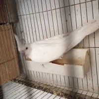 عروس هلندی|پرنده|سرخنکلاته, |دیوار