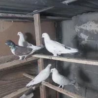 ۱۱ تا کفتر گرفتنی بلندی اکثرا خراب اومدن یکجا